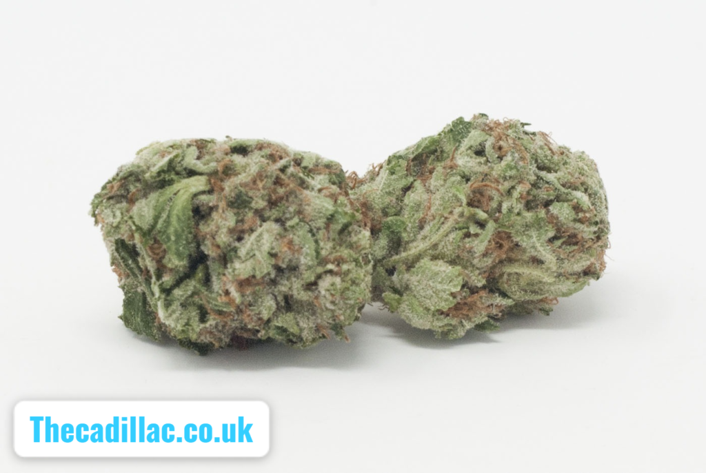 Cadillac Rainbow Marijuana Strain: Complete Guide, Effects & Reviews Cadillac Rainbow Marijuana Strain
